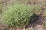 Winged pigweed